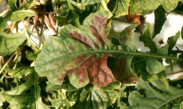 plant magnesium deficiency symptom