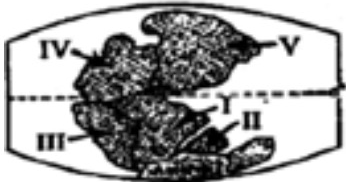 Dari gambar pergerakan lempeng tektonik yang akan membentuk benua Asia