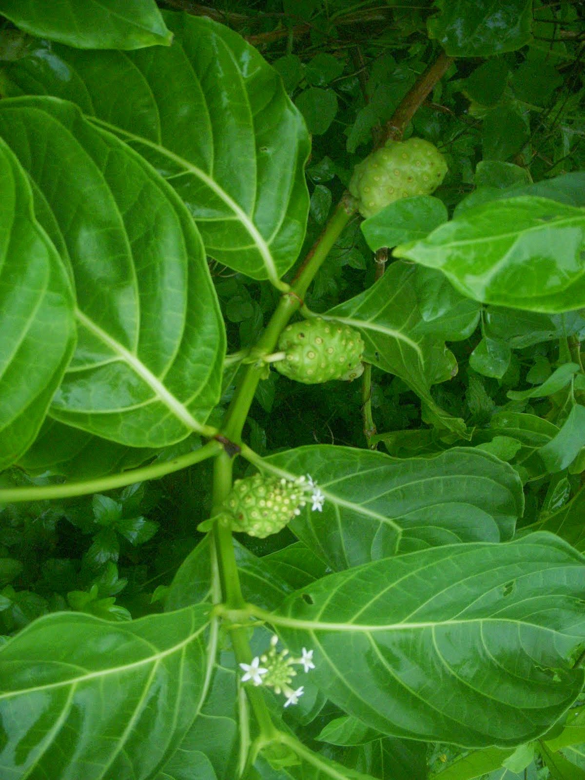 Sketsa Gambar Daun Singkong Garlerisket