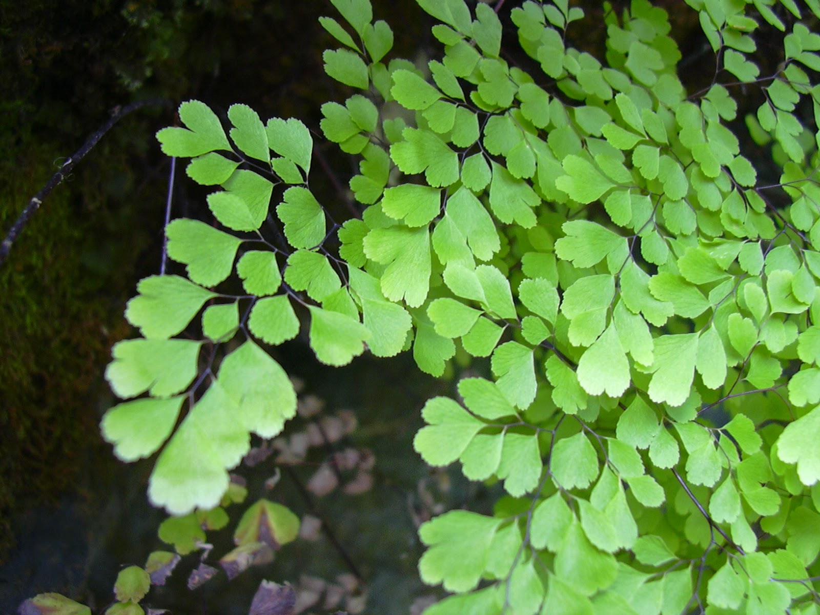 Dunia Pengetahuan: Manfaat Tumbuhan Lumut dan Tumbuhan Paku