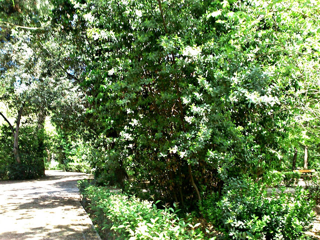 athens national garden