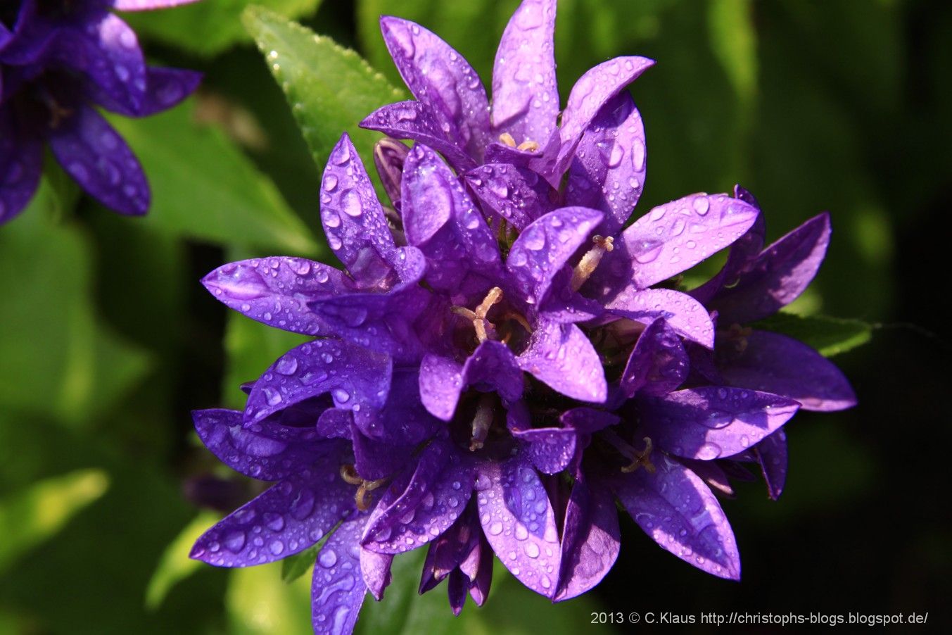Meine Gedichte Blüten und Blumen im Juni Meine Gedichte Blüten und Blumen im Juni