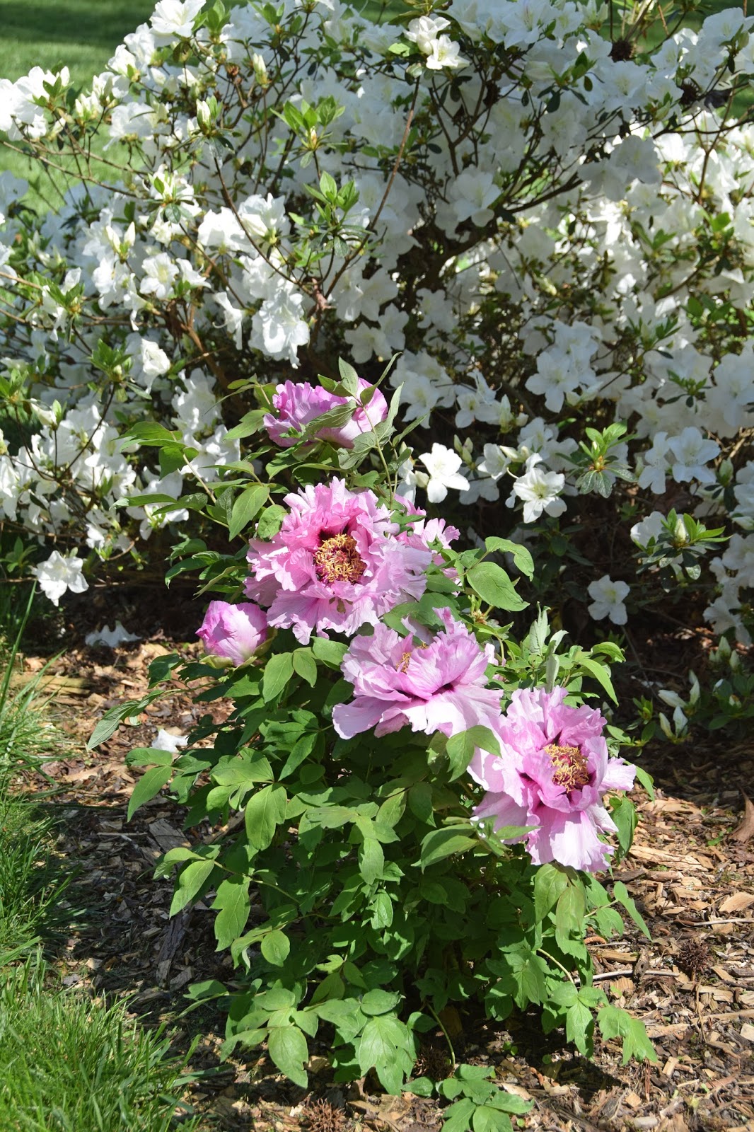 Southern Peony 2018 Tree Peony Companions Azaleas