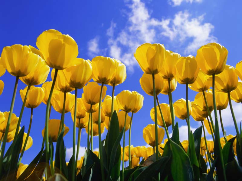 COOL WALLPAPERS: yellow tulips