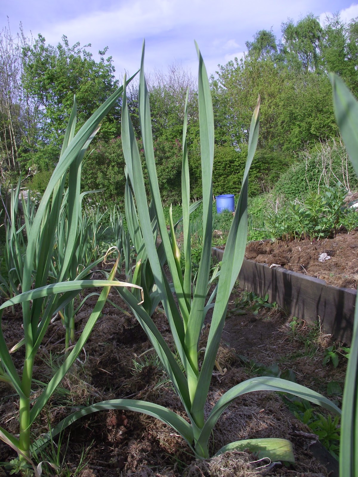 This and That Garlic, Perennial Onions and Leeks