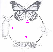 Daur Hidup Hewan Apa Saja Yang Menjadi Bahasan Un Sd Bagaimana Inti Pembelajarannya Sdn Ratujaya 1