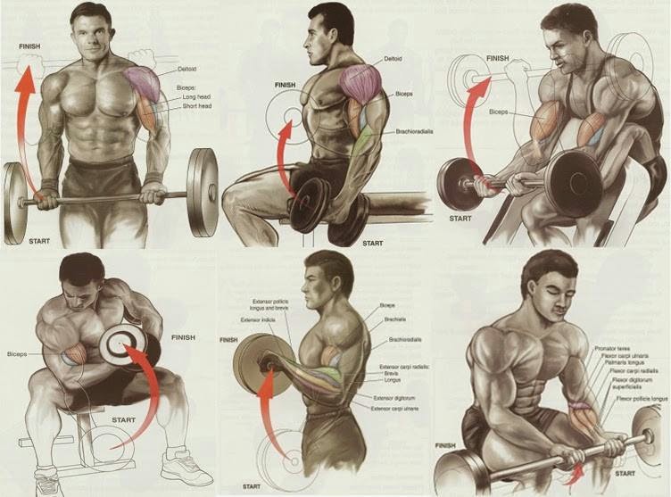 Best Exercises For Biceps Workout