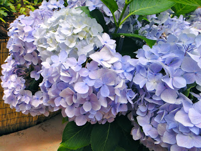 Blue hydrangeas at the Garden of Morning Calm Gapyeong