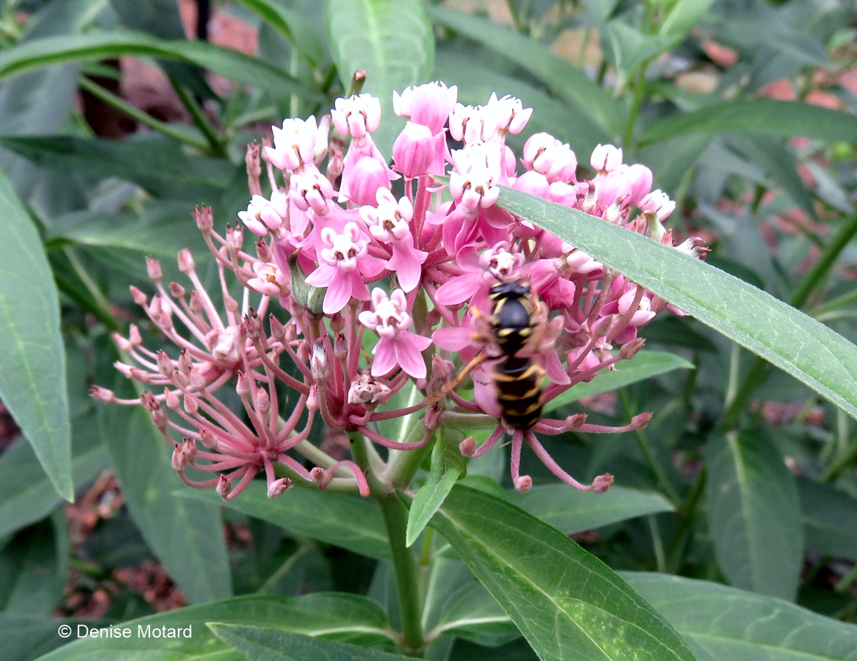 MILKWEED POLLINATORS