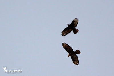 Dos abejeros europeos (Pernis apivorus) durante el paso postnupcial en el Estrecho. Blue Nature