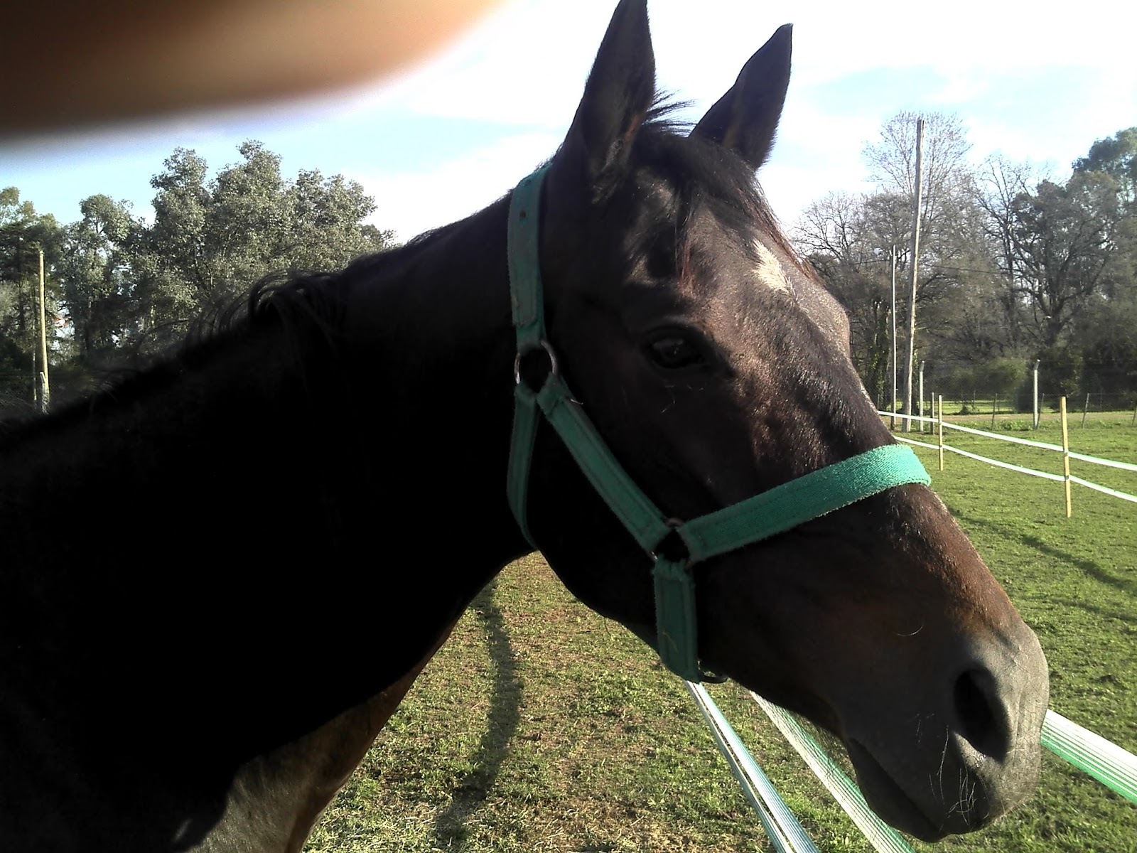 Thoroughbred Horses and Polo in Argentina CONWY, homebred new genuine