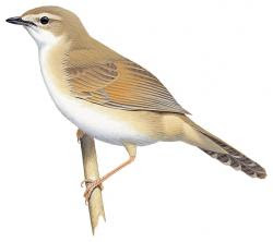 Broad-tailed Grassbird