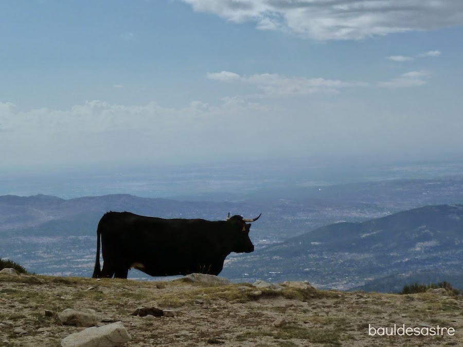 vaca serrana