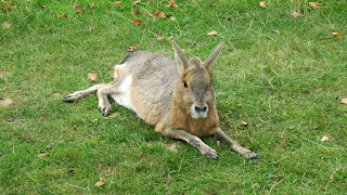 Animals and kids: Maras - a cross between a rabbit and a small deer
