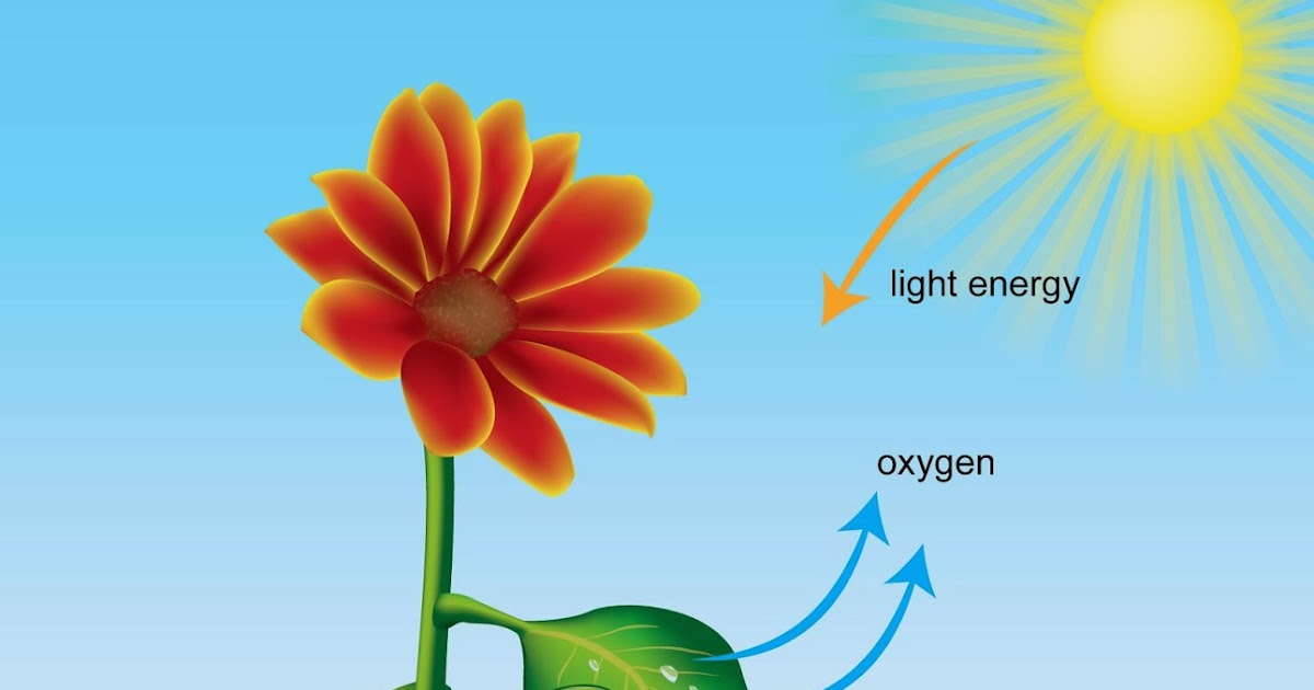 19+ Plants Are Photoautotrophs What Does This Mean Images Plant Phrase