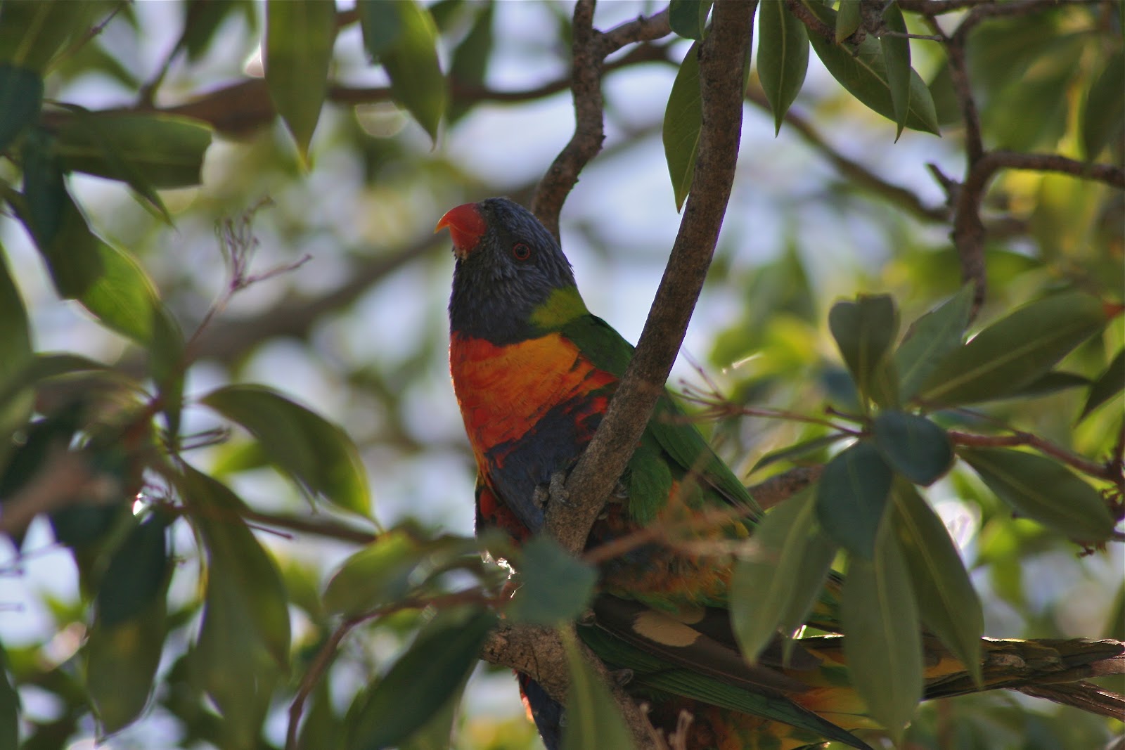 Geoff Thompsons Blog Birds of Adelaide
