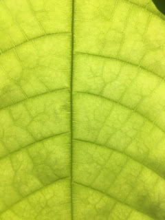 Translucent Cacao Leaf