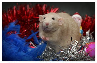 Auguri di buon anno originale del mouse e del ratto 2024. Gratis, belle carte di Capodanno dal vivo nell'Anno del mouse
