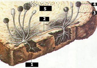 Perhatikan gambar jamur rhizopus sp. dibawah. - Primalangga