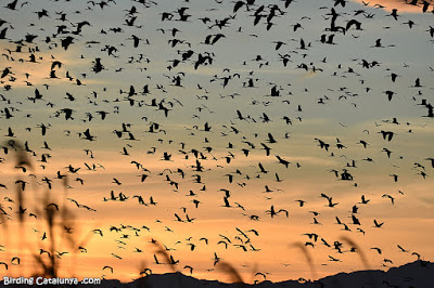 Capons reials durant la posta de sol