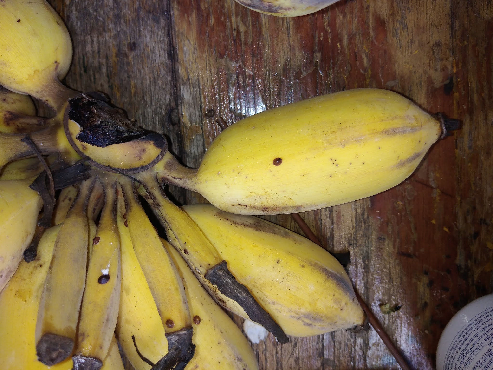 Oriental fruit fly laying eggs แมลงวันผลไม้ แมลงวันทอง กำลังวางไข่