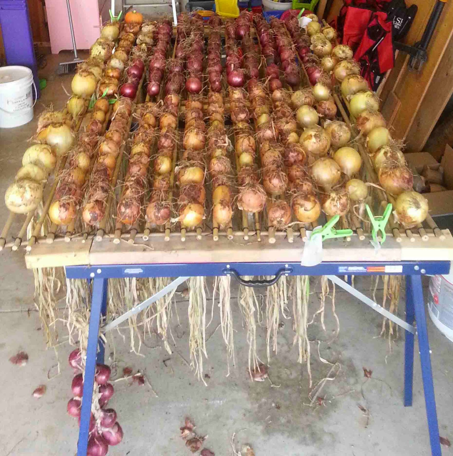 The Gardening Me Garlic & Shallots 2014 The Results