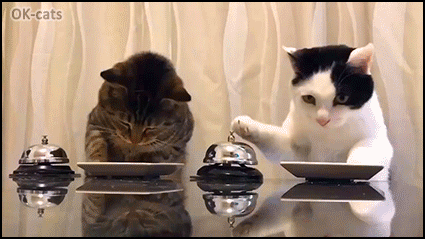 Amazing Cat GIF • Hungry cats. "Waiter please." When your cats know how to ring the bell to order their dinner