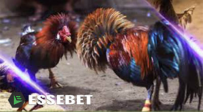 Adu Ayam Bangkok LINK SERVER S128 APLIKASI JUDI ADU AYAM BANGKOK - essebetting88.biz