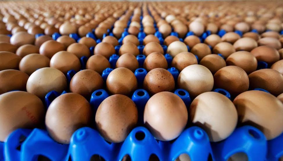 200 milioni di uova contaminate dalla Salmonella ritirate dal mercato USA