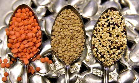 pulses best source of protein