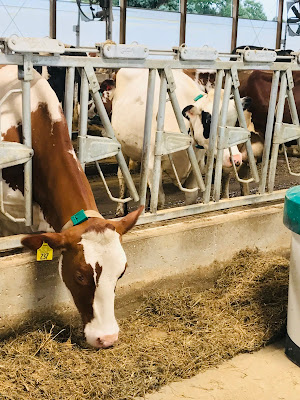 To Dairy or Not to Dairy in a Plant-Based World Weekly Wisdom To Dairy or Not to Dairy in a Plant-Based World Weekly Wisdom