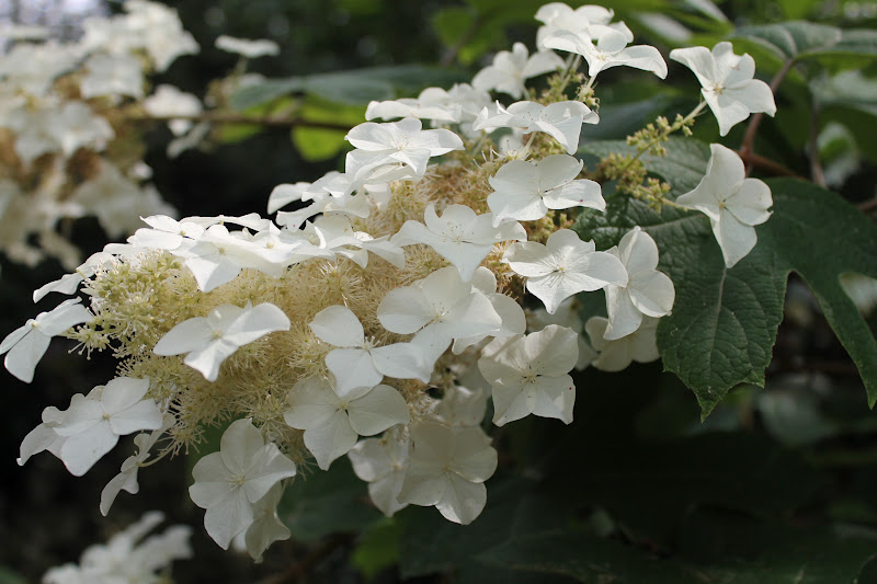 Woven Home: Hydrangeas: How to Make Cut Blooms Last