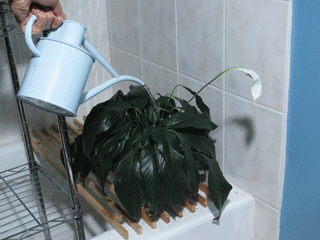 Tip to Keep Your Home Fresh: add plants