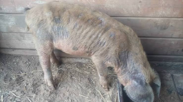 PIG MANGE: A DEADLY SKIN DISEASE OF SWINE