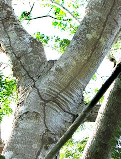 Termite mud tubes on a tree