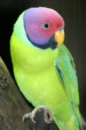 PERIQUITOS GUAPOS: EL PERIQUITO