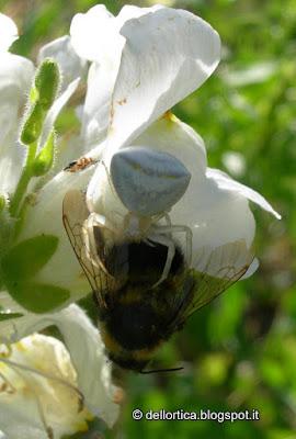 ragni, insetti, flora spontanea e fauna selvatica dittamo frassinella rose lavanda tarassaco erbe officinali confettura di rose gelatina di tarassaco ghirlande e tisane