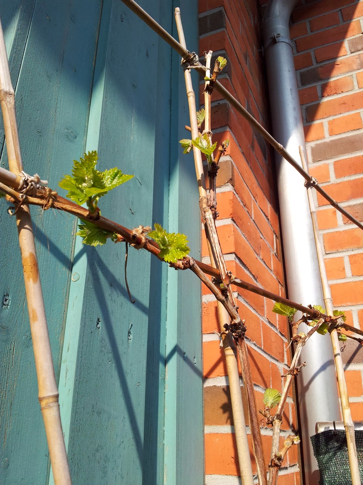 Balkonernte - Ein Balkongärtner baut Gemüse auf dem Balkon an.