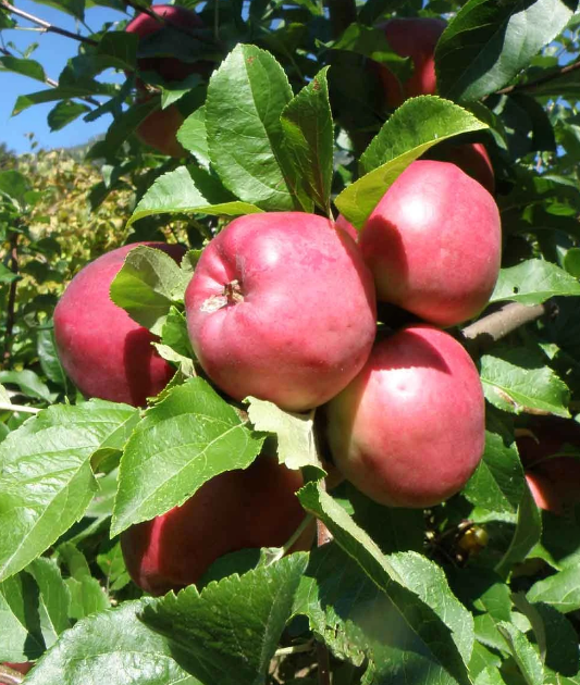 Raintree Nursery Best Mail Order Nursery — Order Fruit Trees from