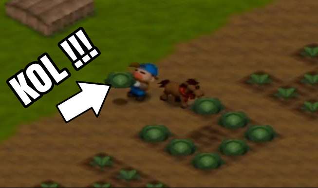 Cara Mendapatkan Bibit Kol Cabbage Di Harvest Moon Id Harvest