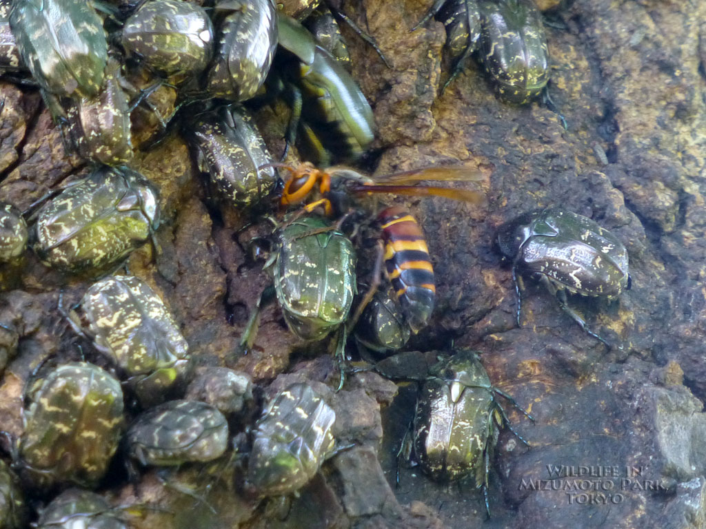 水元公園の生き物ヒメスズメバチ Black-tailed Hornet