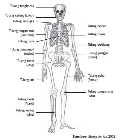 Struktur tulang yang menyusun tulang pipa