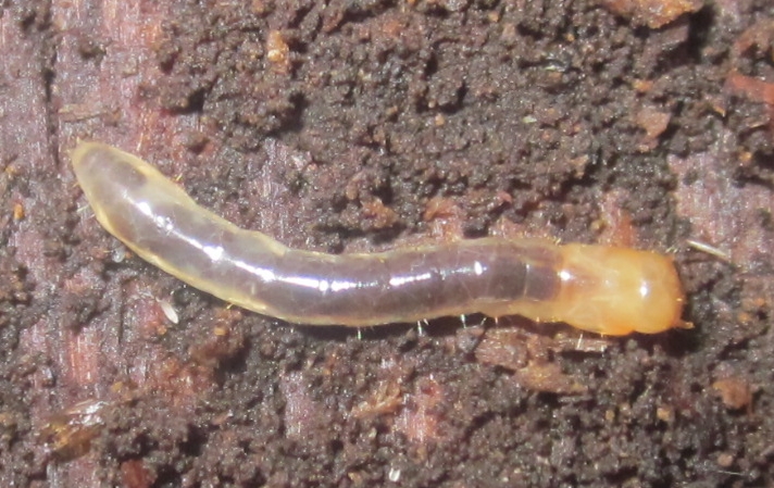 AlobatesLarva%25234.JPG