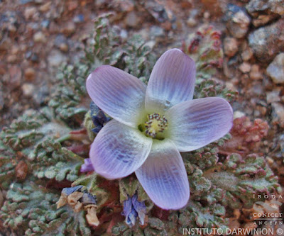 flor de Nototriche kurtzii