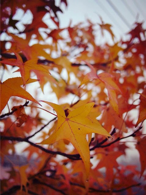 Autumn Leaves - Japanese Maple Tree in Sydney