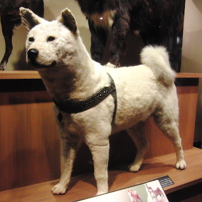 Hachikō's stuffed remains in the National Science Museum of Japan in Ueno, Tokyo