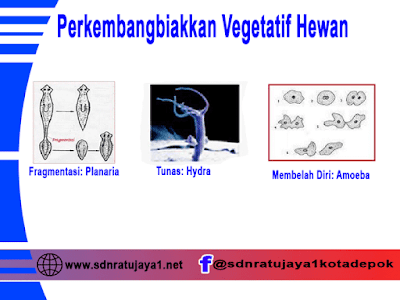 perkembangbiakkan vegetatif pada hewan