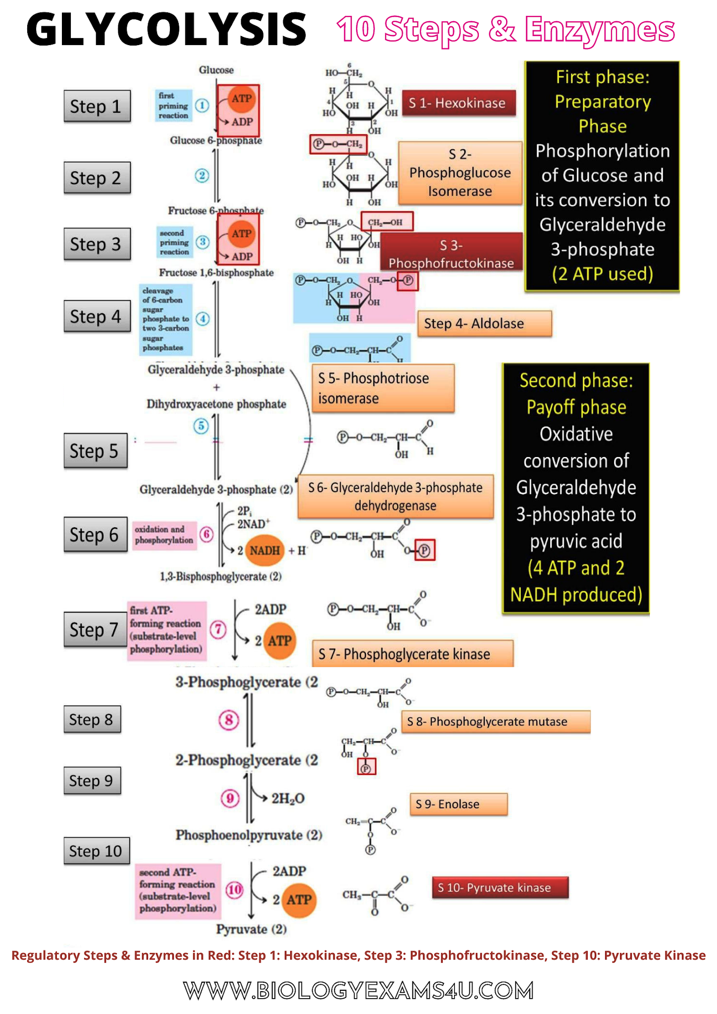 Glycolysis Poster