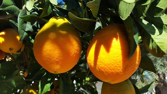 Best oranges for juicing