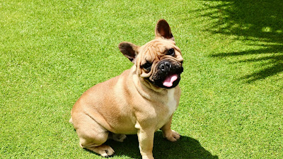 French bulldog wallpaper free HD